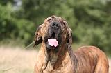 FILA BRASILEIRO 143